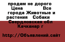 продам не дорого › Цена ­ 10 000 - Все города Животные и растения » Собаки   . Свердловская обл.,Качканар г.